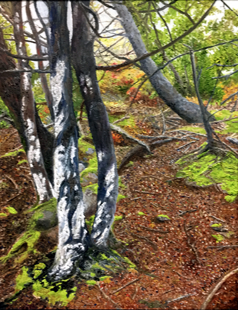Acadia Woods